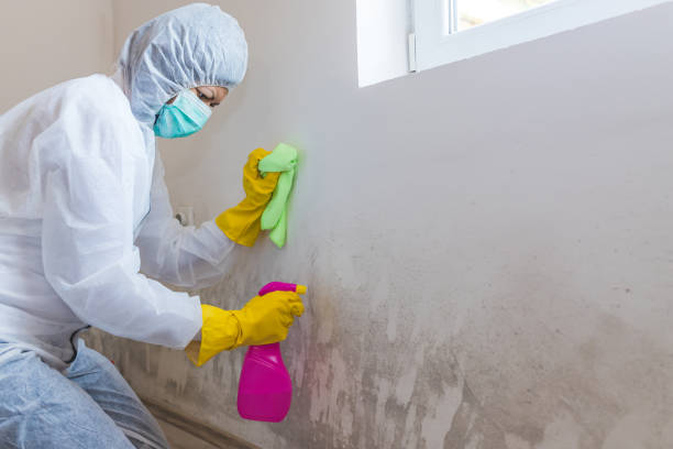 Why You Should Choose Our Mold Remediation Services in Cocoa Beach, FL